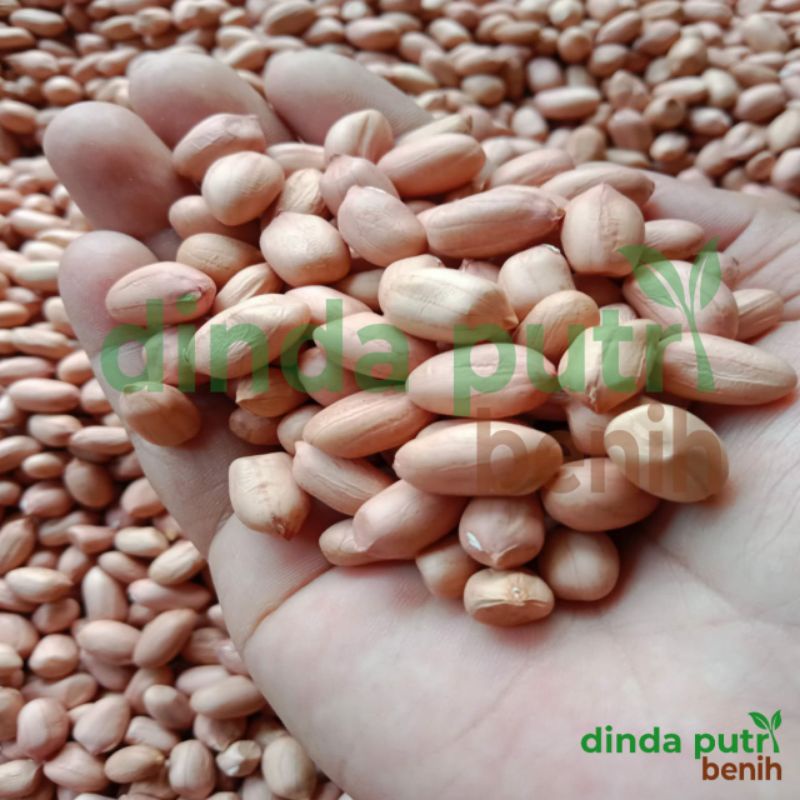 Benih kacang tanah hibrida kulit putih super jumbo isi 1 kg super varietas gajah / bibit kacang tanah gajah cepat panen