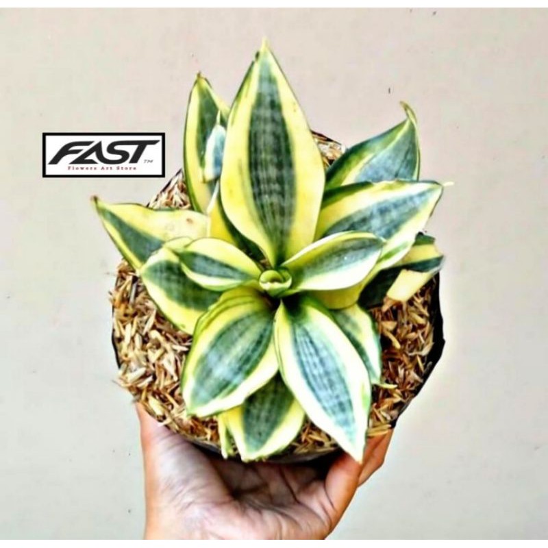 Tanaman Hias Sansivera Mini Golden Hani - Sansivera Mini - Golden Hani