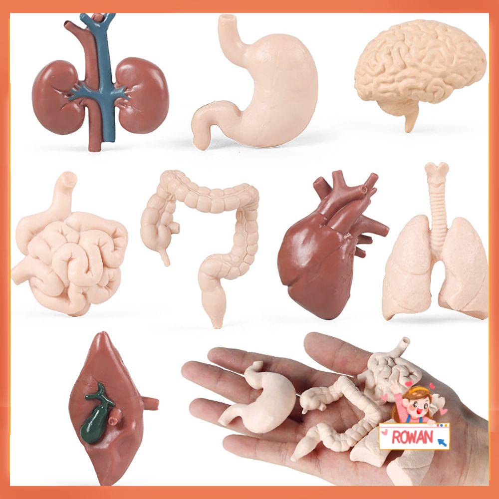 R-flower 8PCS / Set Mainan Edukasi Organ Tubuh Manusia Untuk Alat Peraga Mengajar