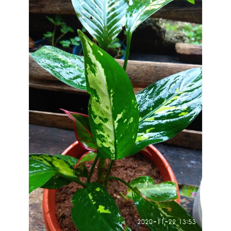 SPESIAL PROMO (Buy1 Get1) TANAMAN HIAS UNIK ADELONEMA LANGKA