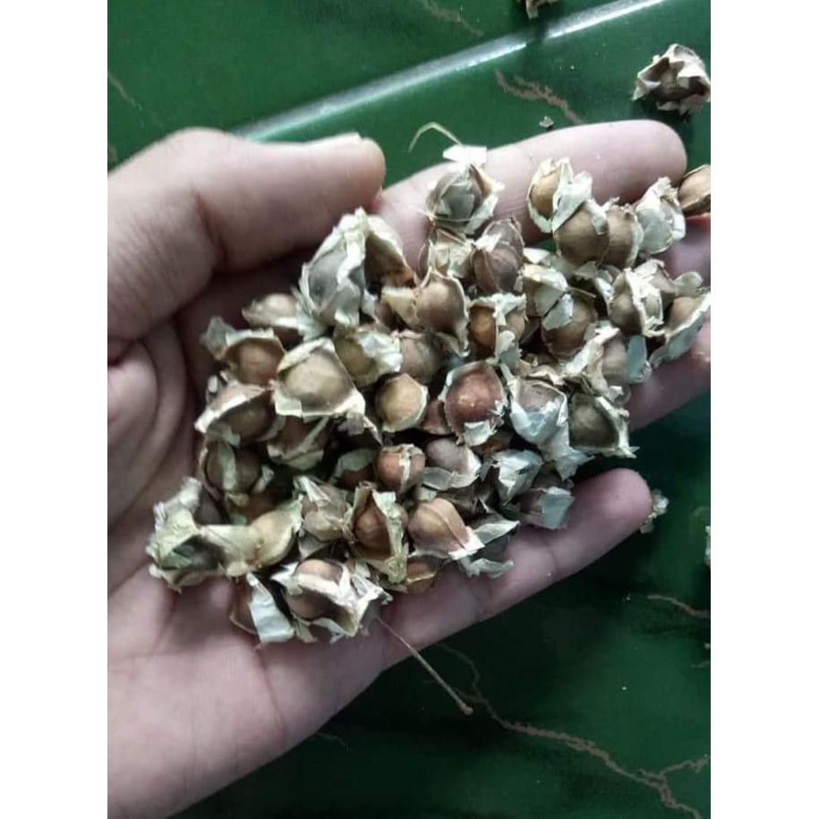 Tanaman Hidup 100 Butir Biji Benih Pohon Daun Kelor Herbal Josh