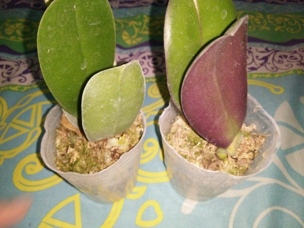 Anggrek Bulan Remaja - Phalaenopsis Hybrid Taiwan