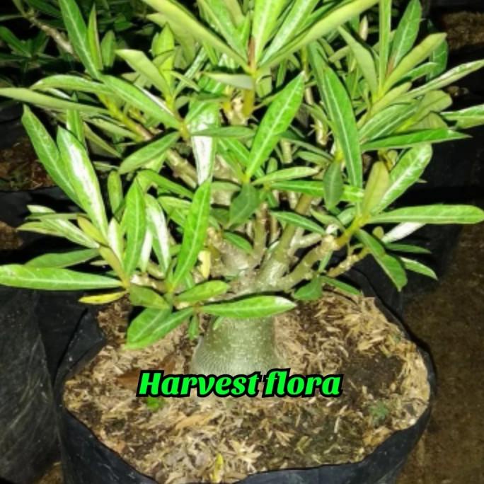 tanaman hias bibit adenium bonsai cabang seribu 03 harvestf00 Kualitas Baik