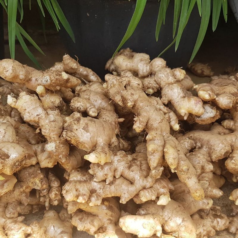 

Jahe Putih/Jahe Gajah Fresh Per 250gr