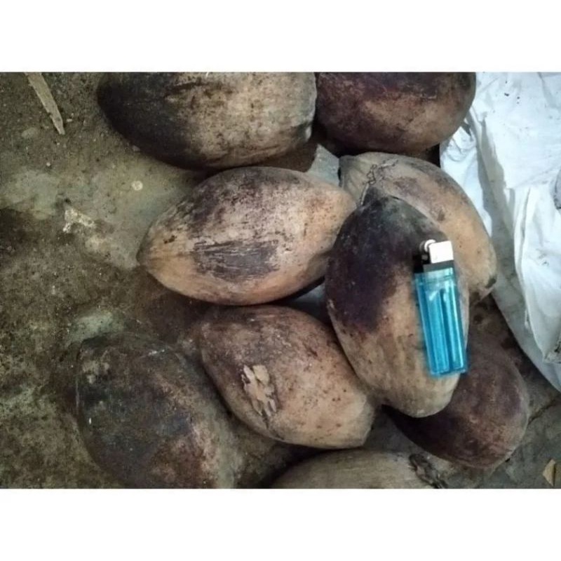 

KELAPA BAHAN BONSAI /BAHAN UNTUK DI TANAM