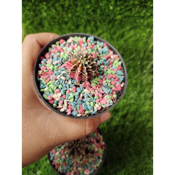 paketan Lb hybrid variegata + Lb hijau