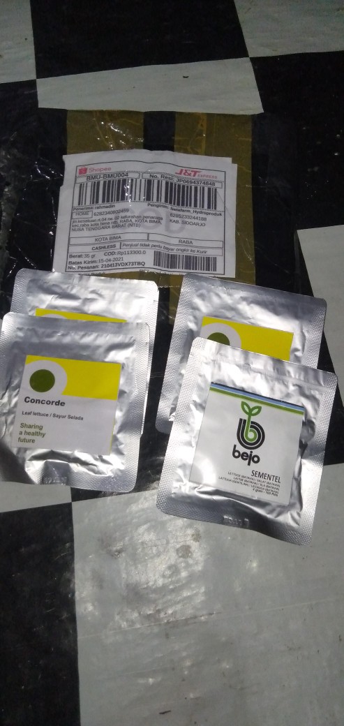 Benih / Biji / Bibit Rijk Zwann Rz - Selada Concorde 100 Butir