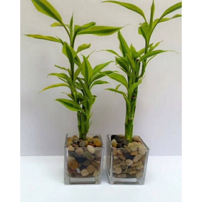 Tanaman hias bambu hoki golden - Sri rejeki golden