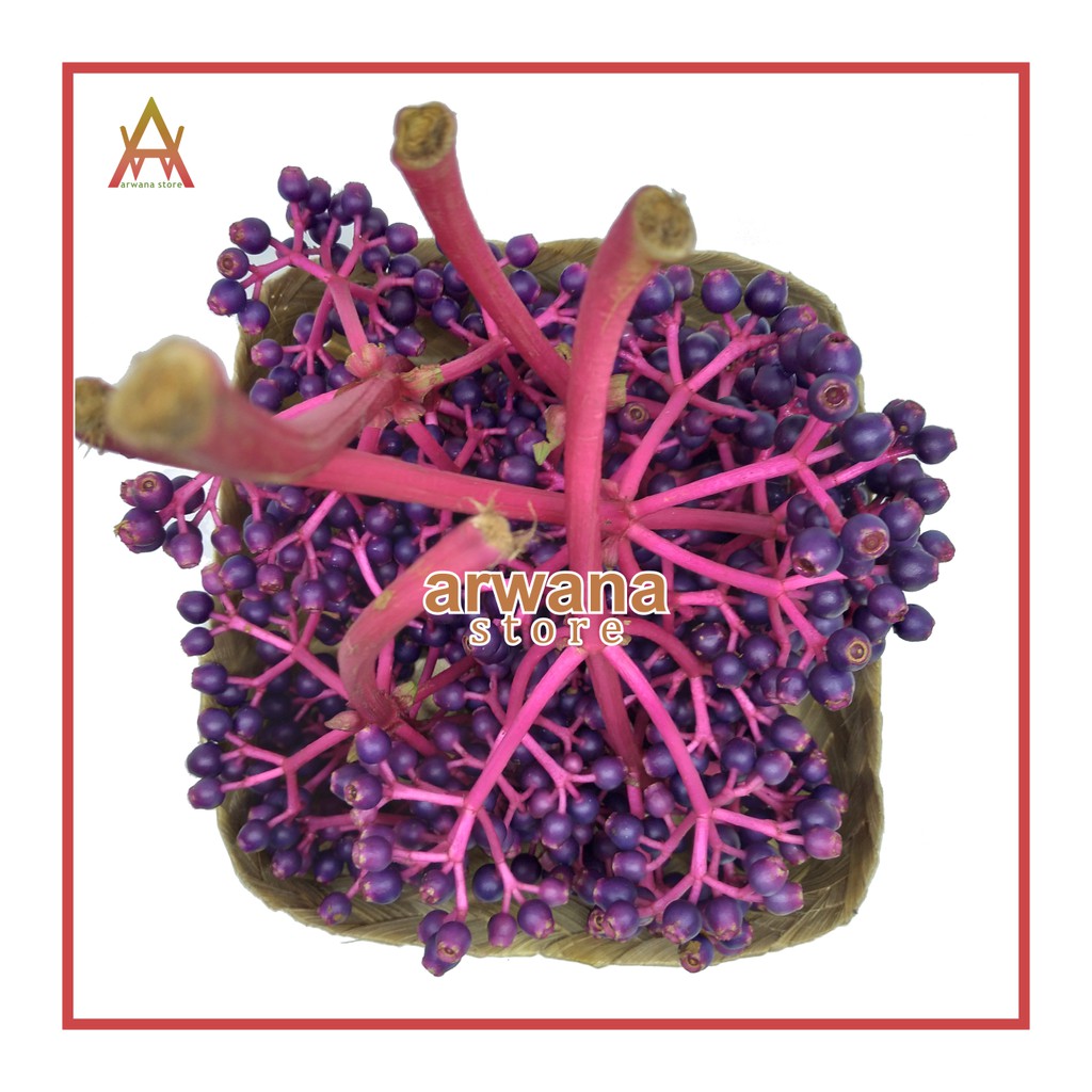 

PAKET HEMAT SETENGAH KILO PARIJOTO BESAR TUA