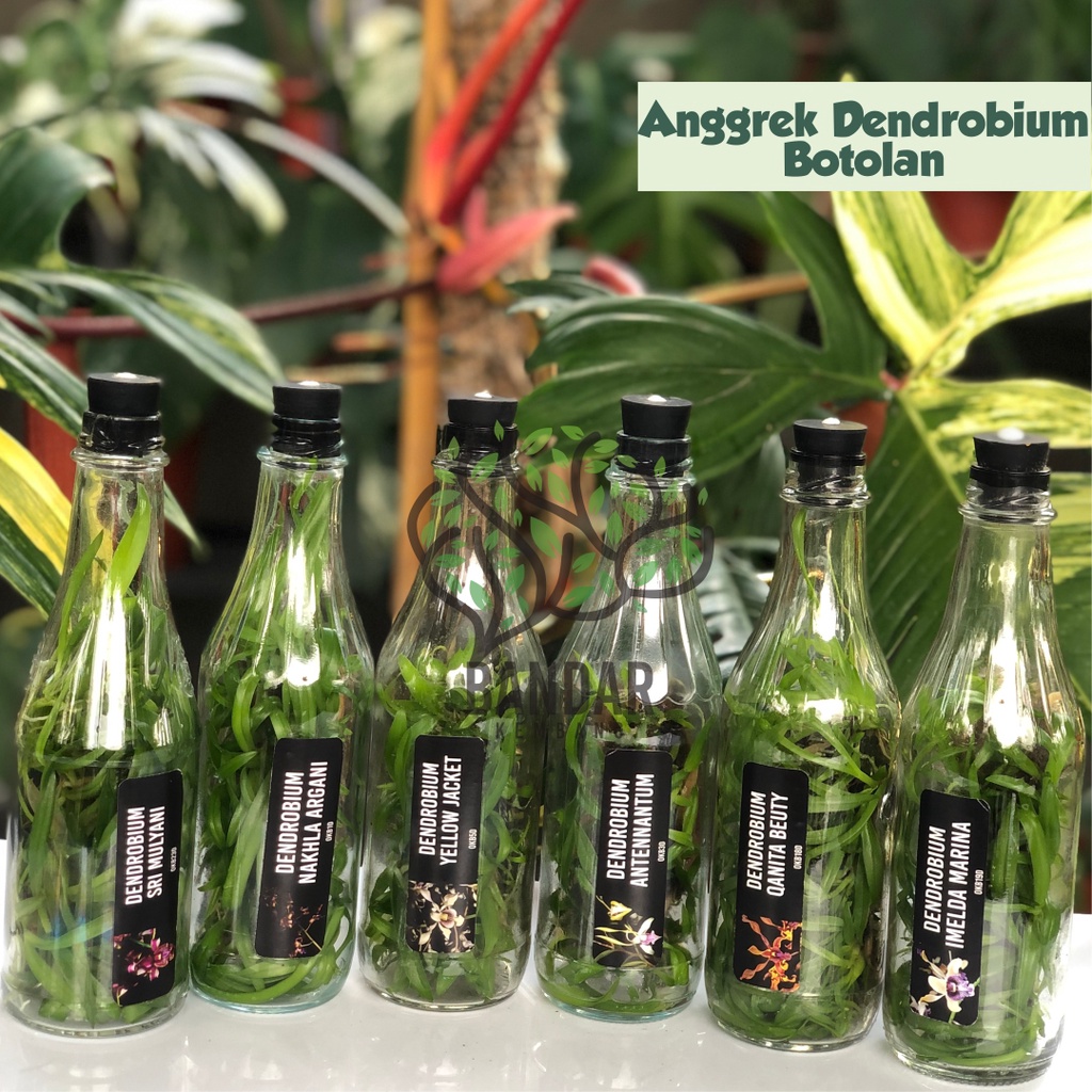 Bibit Botolan Dendro Primary Hybrid Bibit Anggrek Dendrobium Dalam Botol Murah