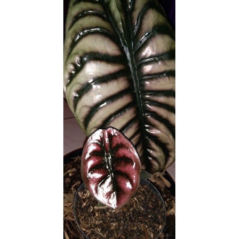 alocasia cuprea//bonggol cuprea murah / keladi cuprea hitam