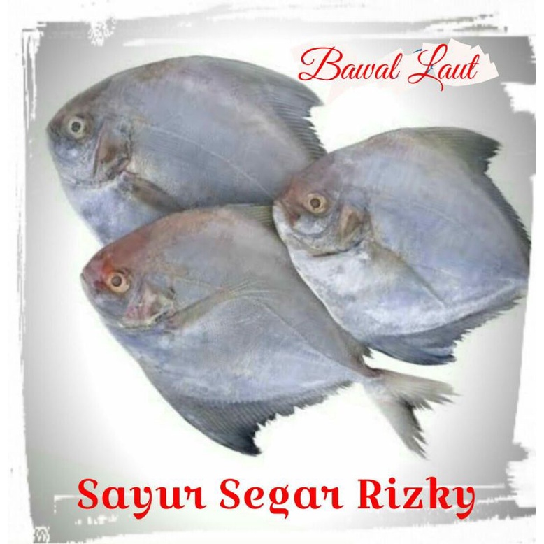 

Bawal Hitam 1kg