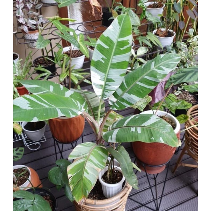 Batang bonggol pohon pisang varigata putih