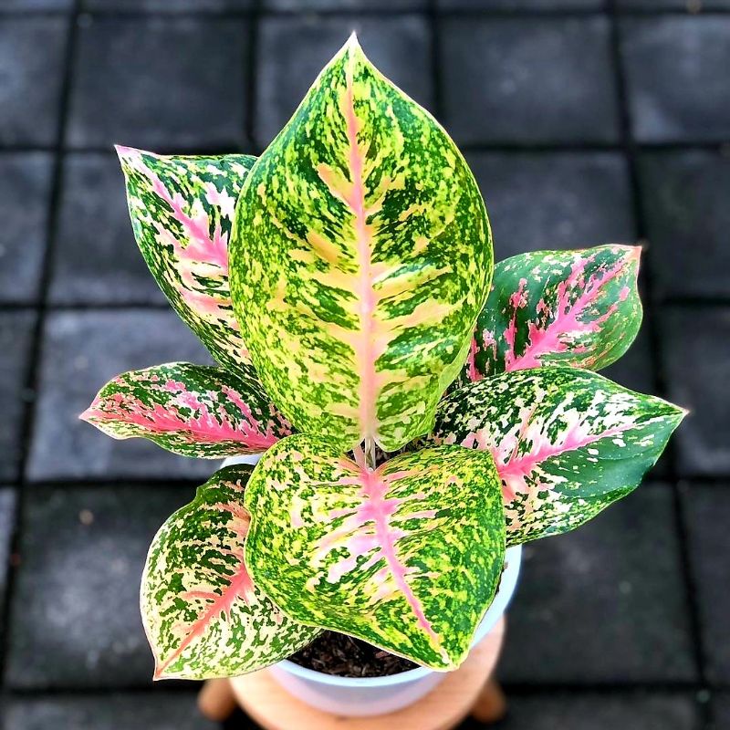 Aglonema Bigroy Lulaywan Mutasi Hijau Perfect No Defect / Bunga Aglonema Bigroy Mutasi Hijau Remaja