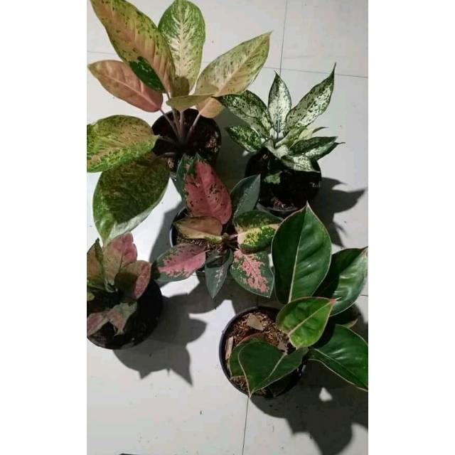 aglaonema paket