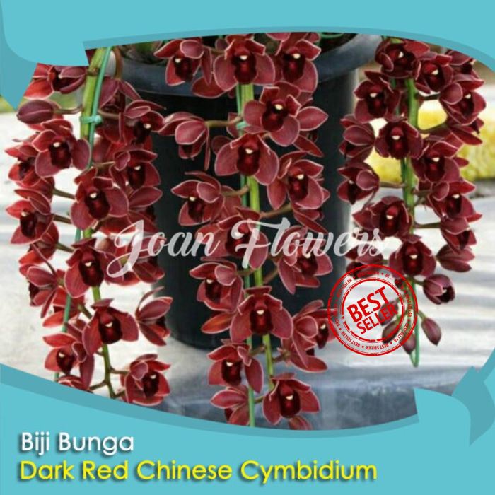 Bibit Tanaman Bunga Dark Red Chinese Cymbidium Benih Bibit Tanaman Hias Untuk Dekorasi Rumah