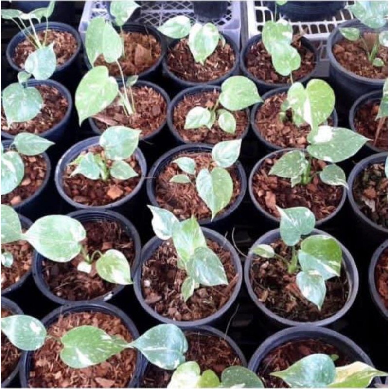 tanaman hias Monstera monthai