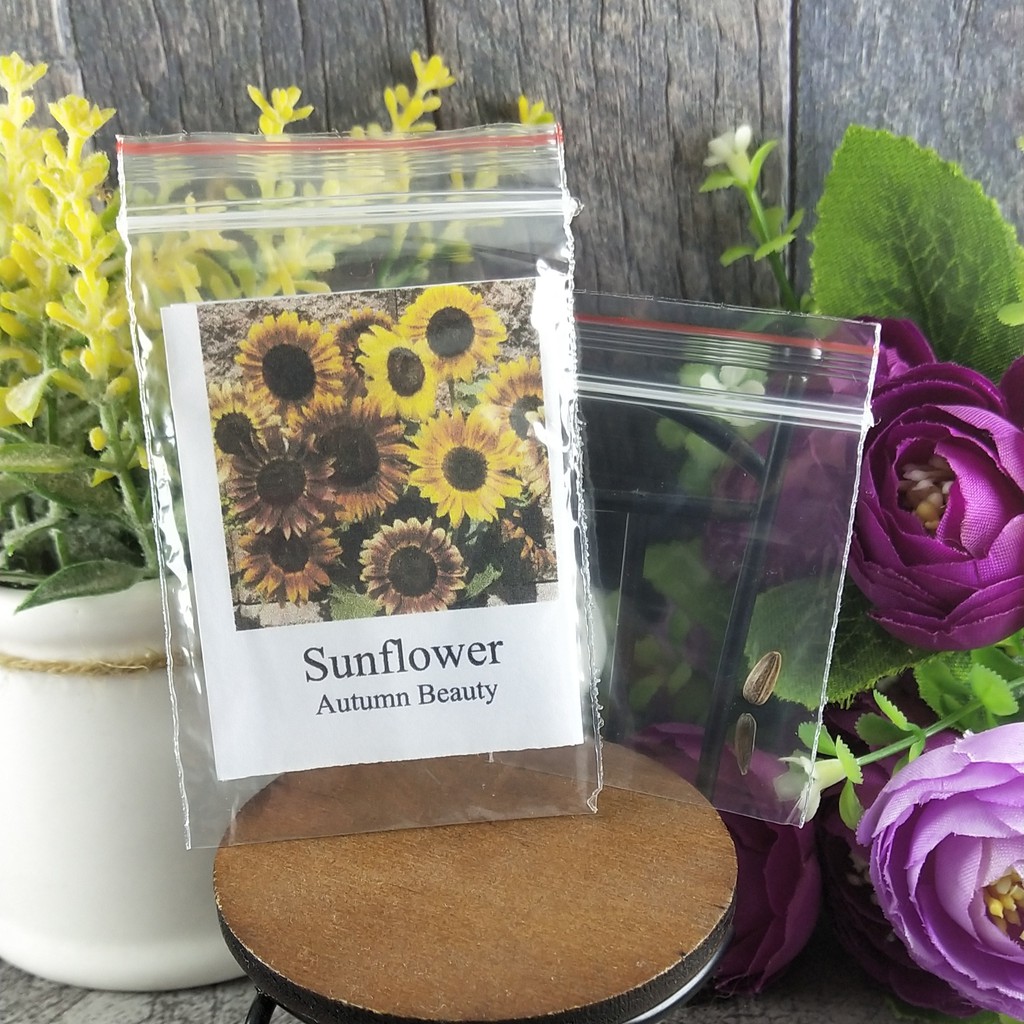 2 Seeds - Sunflower Autumn Beauty Haira Seed Biji Benih - SR0182