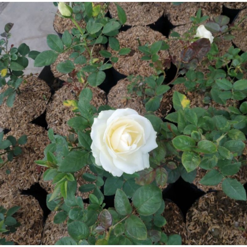 Bunga mawar putih Holland