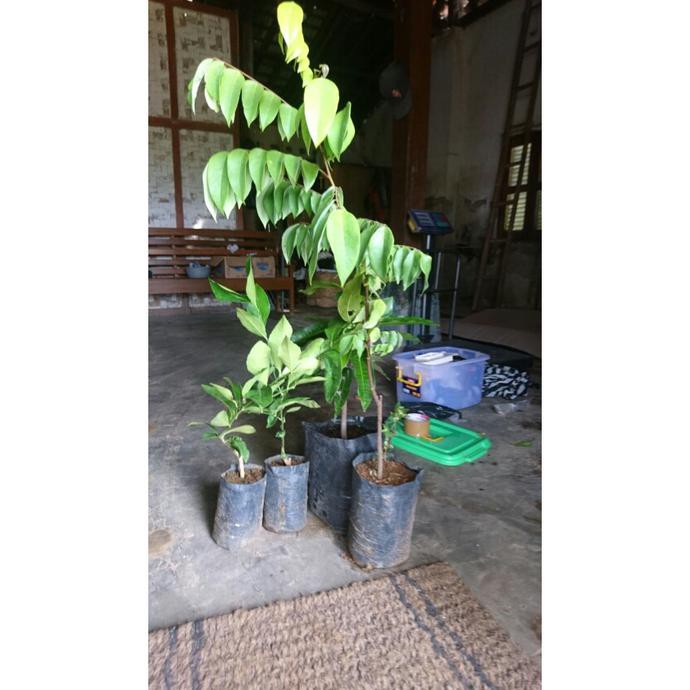 Bibit Belimbing Bangkok