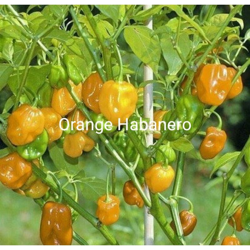 ID PAKET CABE HIAS 10 JENIS CABE PELANGI F1 BERKUALITAS