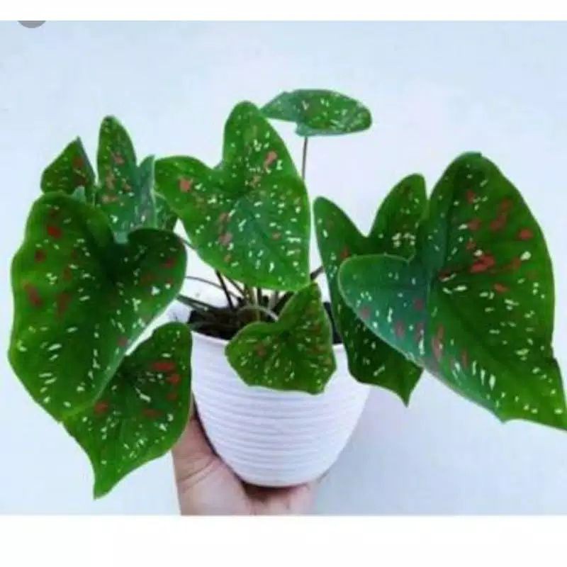 jenis tanaman hias keladi trikaler