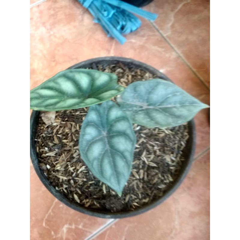 Alocasia reginae