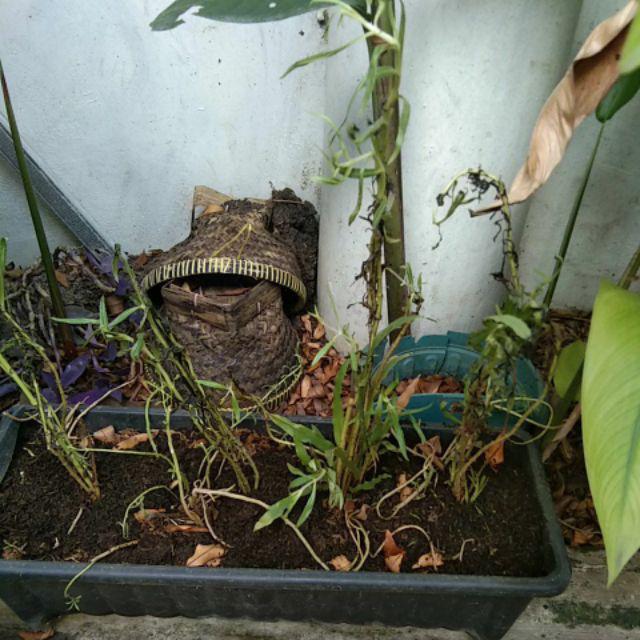 Tanaman Hias Lavender