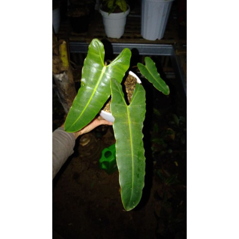 Phillodenrum Billitiae x Atabapoense - phillodendrum