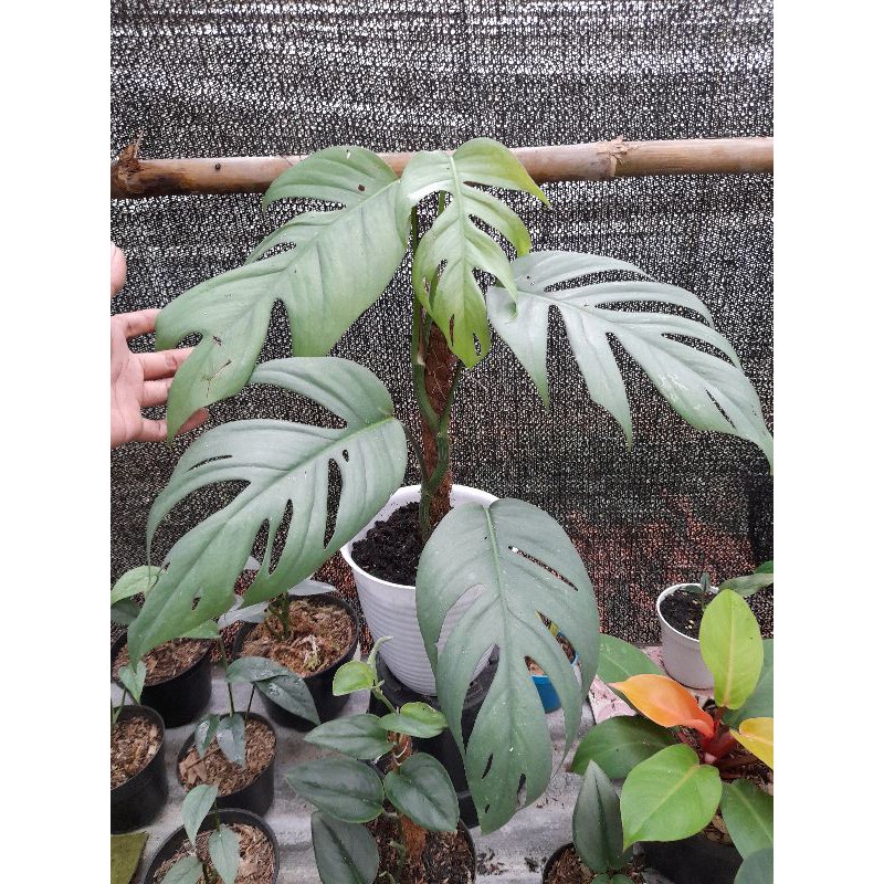 TANAMAN HIAS PHILODENDRON CEBU BLUE - CEBU BLUE BIG SIZE