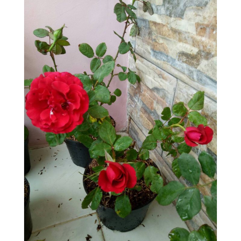 BUNGA ROSE MAWAR SUPER GRADE (WARNA MERAH) | TERMURAH