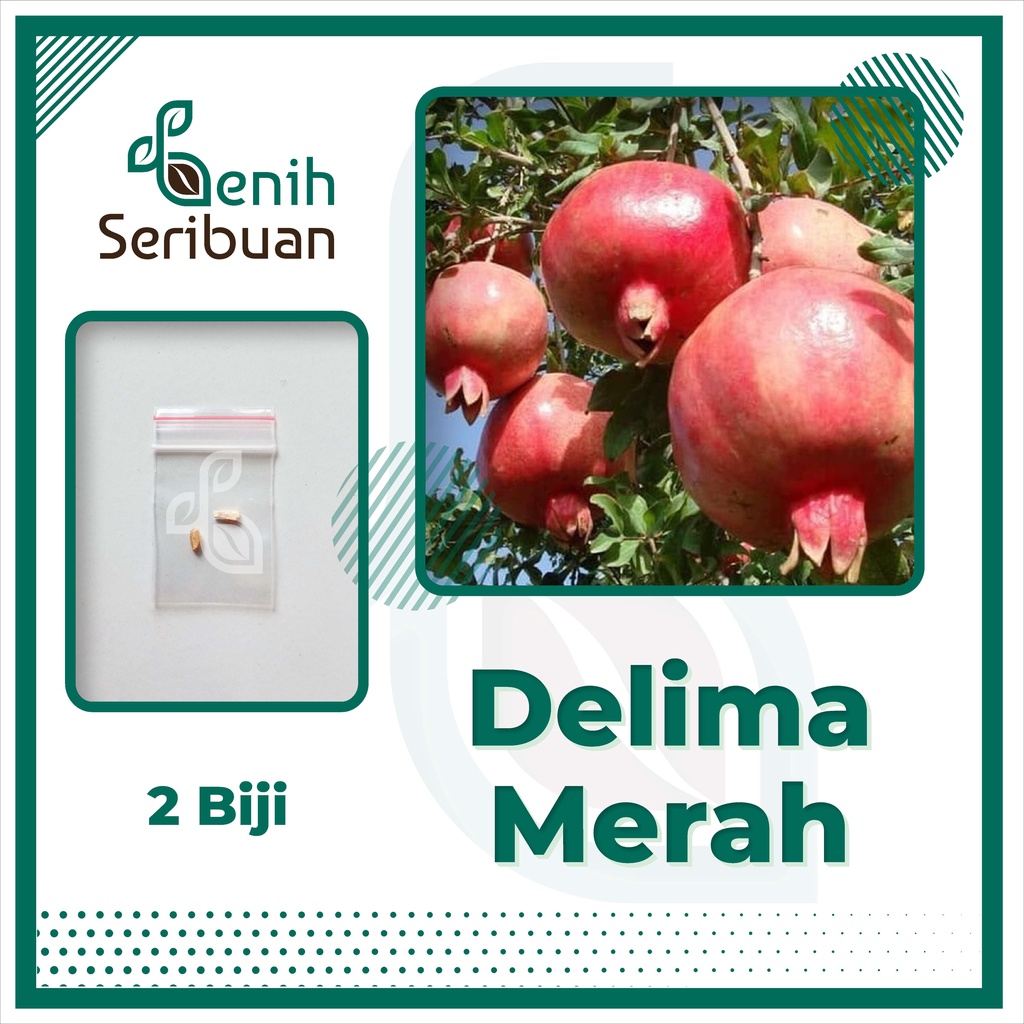 BS-BYL Benih Buah Bibit Tanaman Buah F1 Hibrida Unggul Anggur Strawberry Semangka Melon Labu Pepaya Jambu Blackberry Ciplukan Raspberry dll-DELIMA MERAH