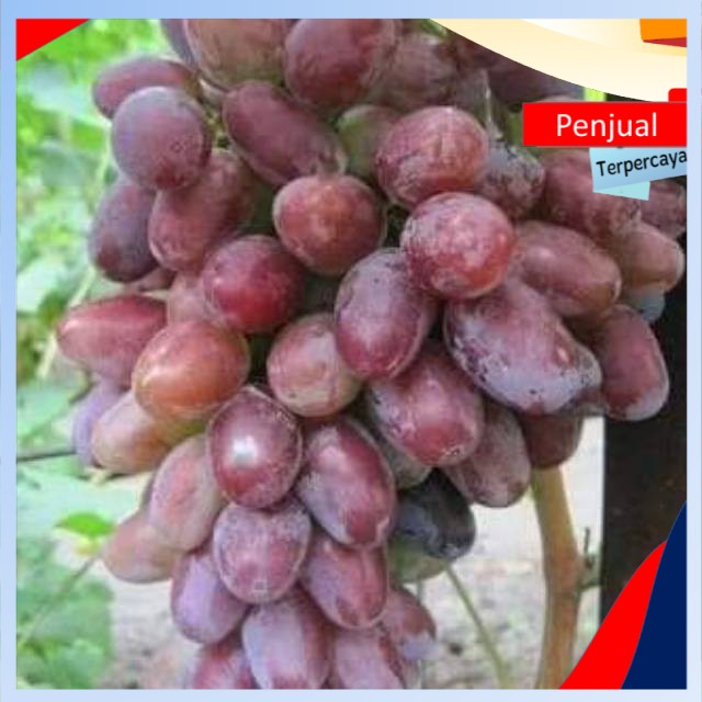 

/COD/ Bibit anggur import romeo Ktn