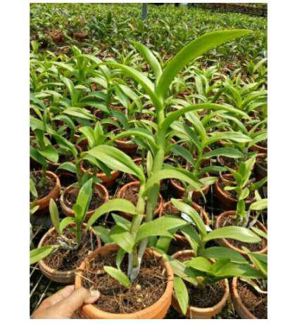 Akodan 500 Ml Obat Serangga Umum