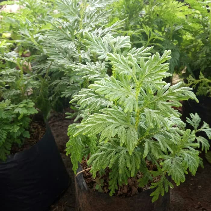 MURAH   tanaman herbal cakar ayam - selaginella doerderleinii cakar ayam