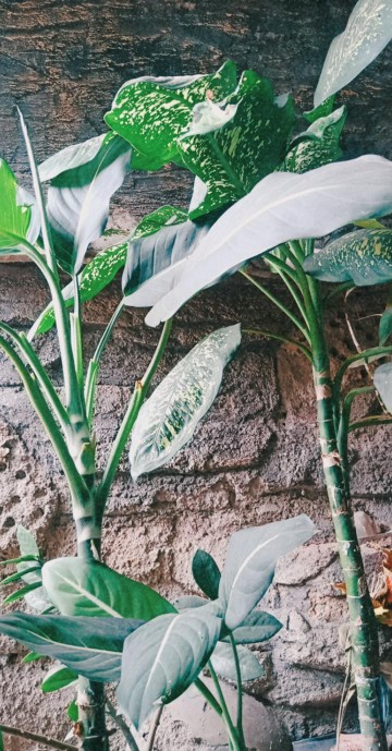 Chandrasurya Payung Lipat 3 Silver Motif Kotak Bagus Awet Murah Ekonomis Anti Panas Hujan Promosi