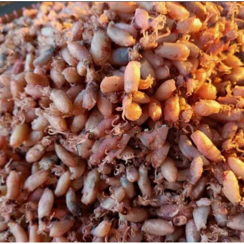 

Baby Cumi kualitas grade A (uk.0,5-1 cm) - 250gr