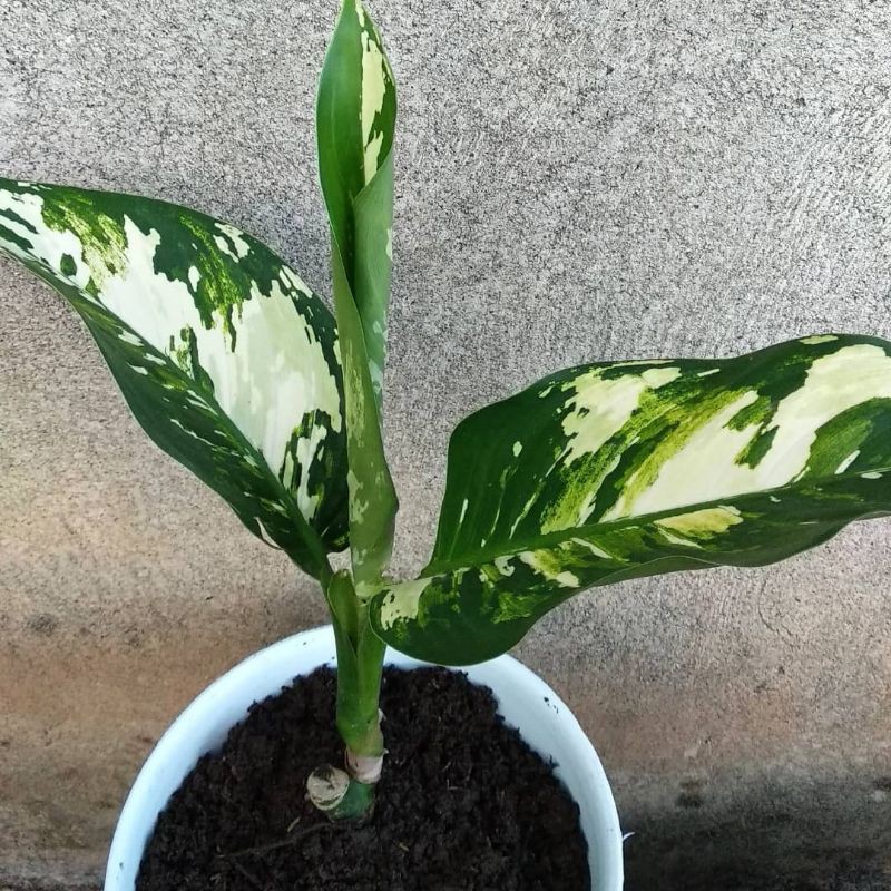 Aglonema blanceng Varigata - tanaman hias - tanaman indor.