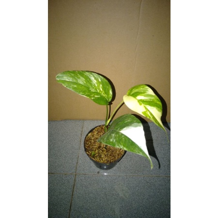 monstera epipremnum varigata putih