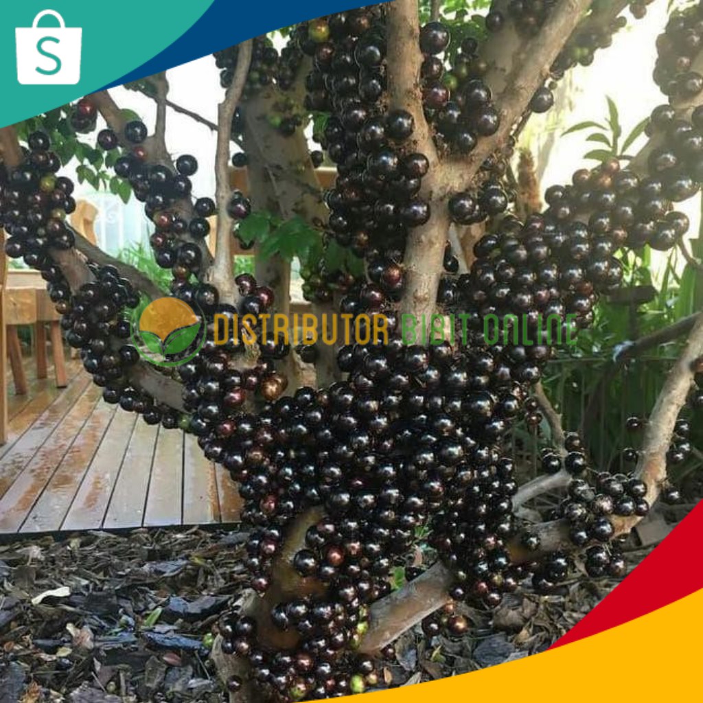 Bibit anggur pohon brazil sabara hasil stek cangkok - AGRO WISATANI