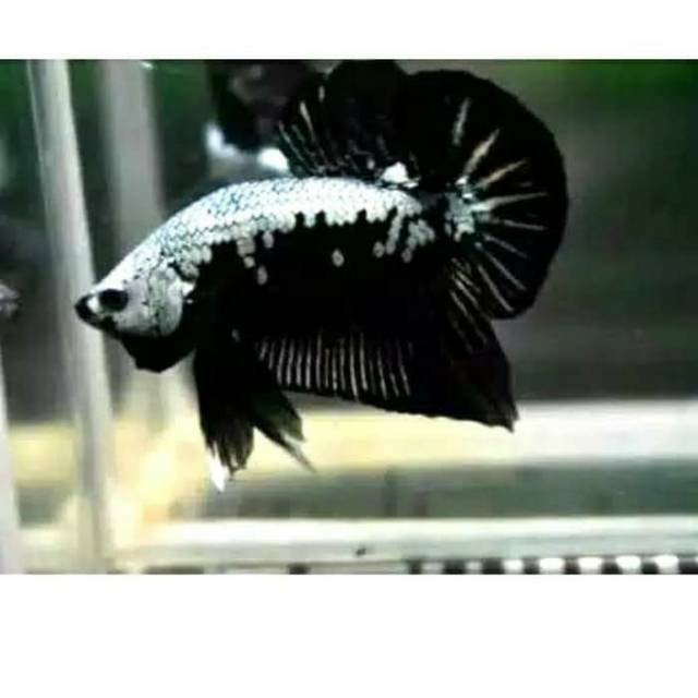 Ikan Cupang Black Samurai Jantan Betina Shopee Indonesia