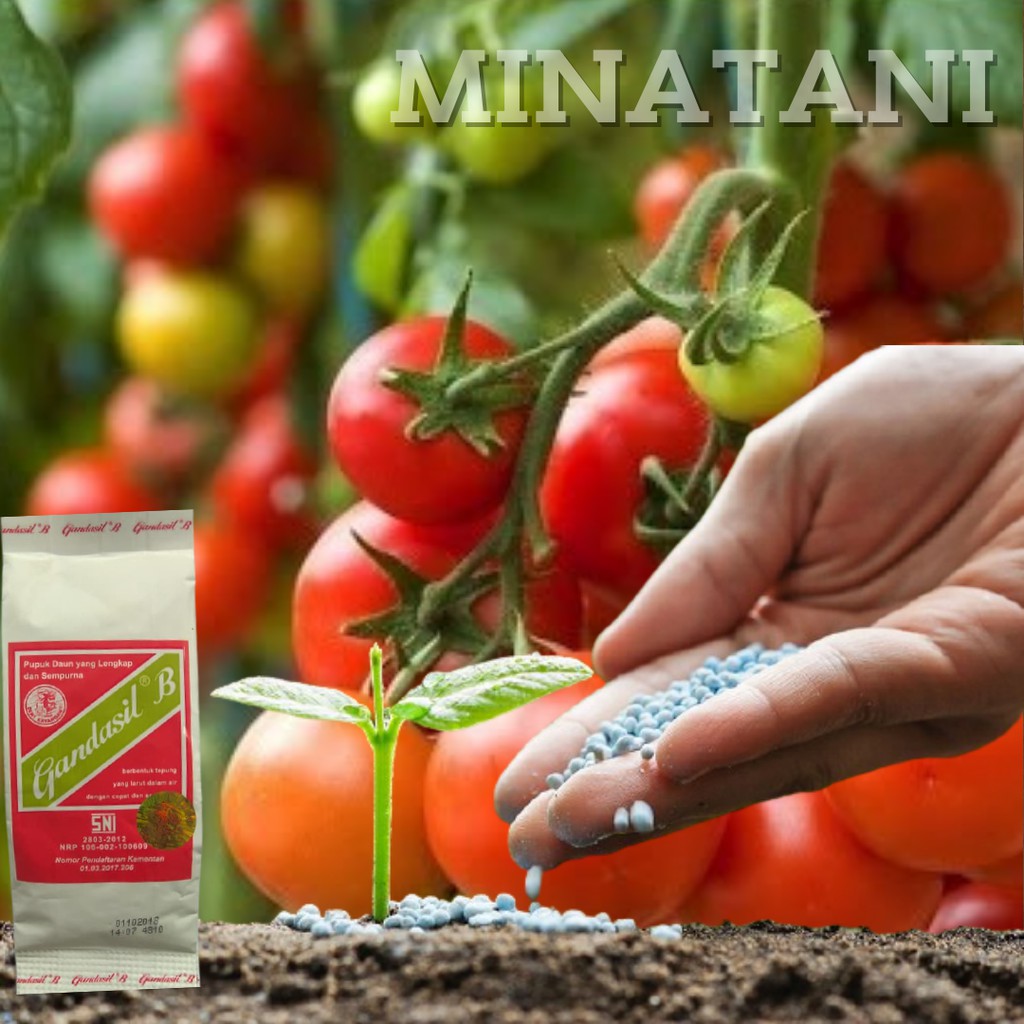 PUPUK PERANGSANG BUNGA DAN BUAH GANDASIL B ORIGINAL KEMASAN PABRIK 100GRAM