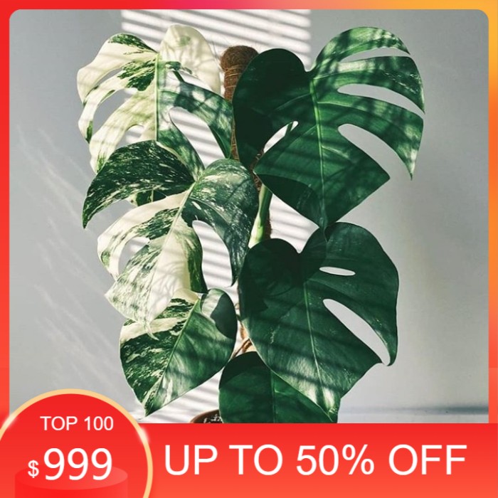 Bibit monstera variegata bibit