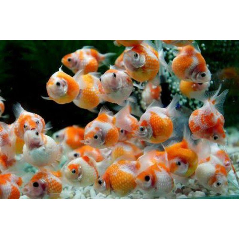 ikan koki mutiara aquascape