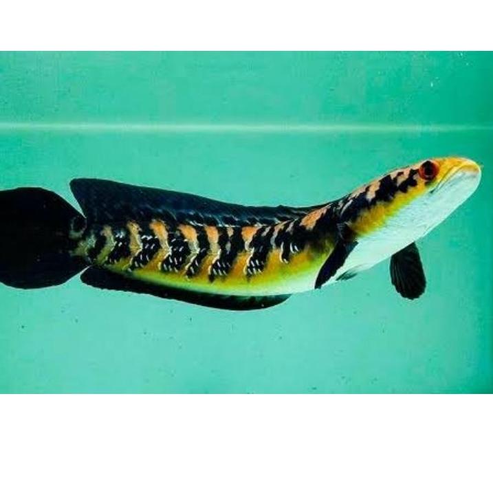 [KODE PRODUK D6GBV5997] (COD) 12-14cm Channa maru yellow sentarum (red eye) dan pulcra 9-10cm