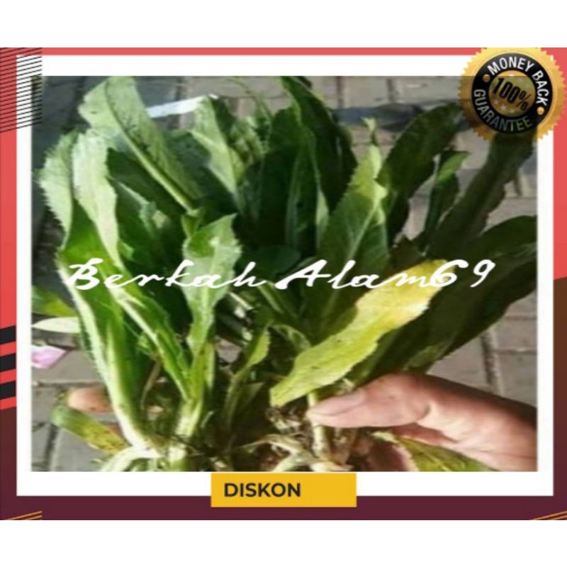 

Daun Walang Sangit atau Walang Cina Segar 500gram