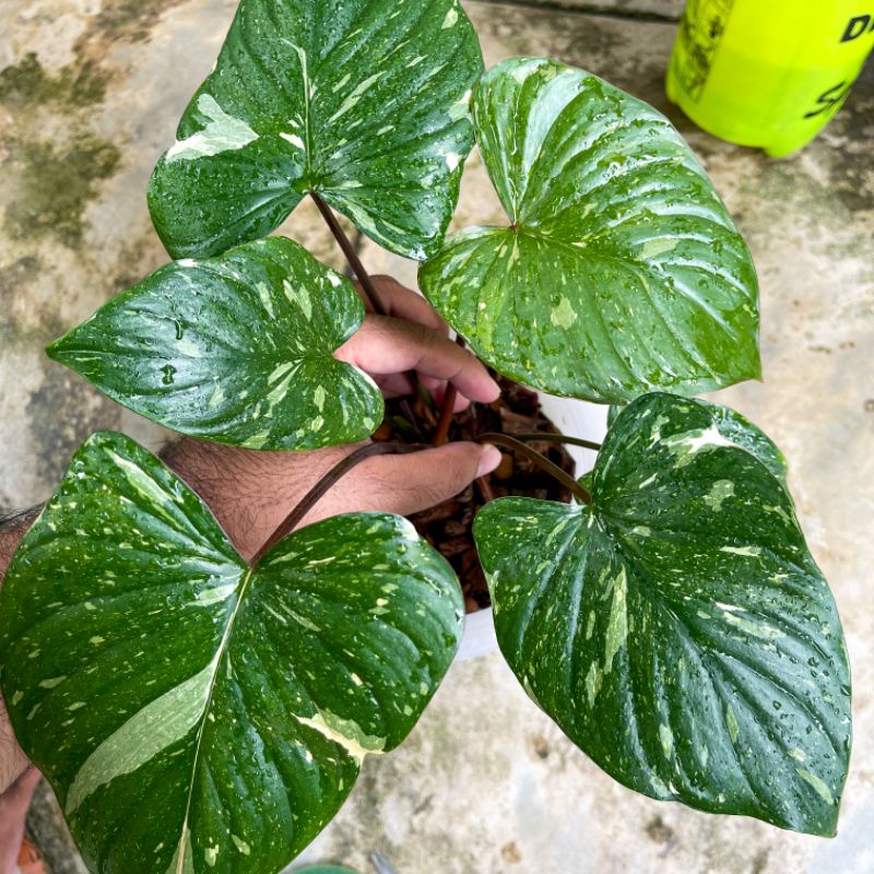 Homalomena Rubescens Stardust Varigata (Variegata Pink)
