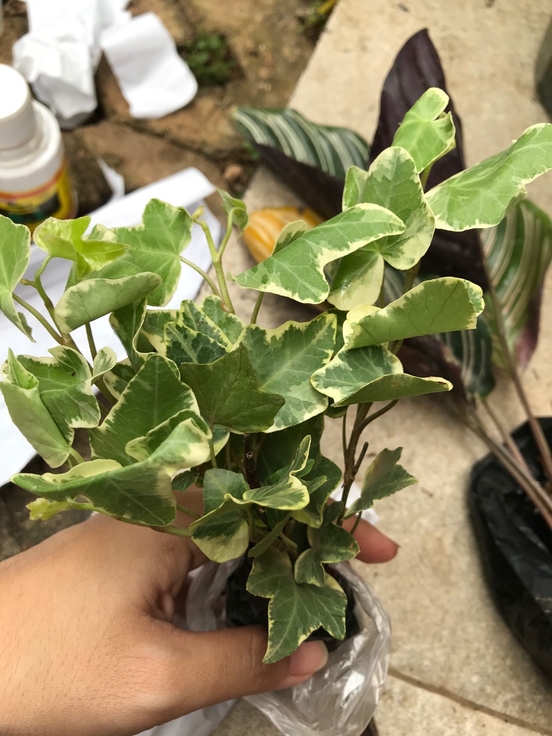 Tanaman Hias Gantung Ivy Variegata