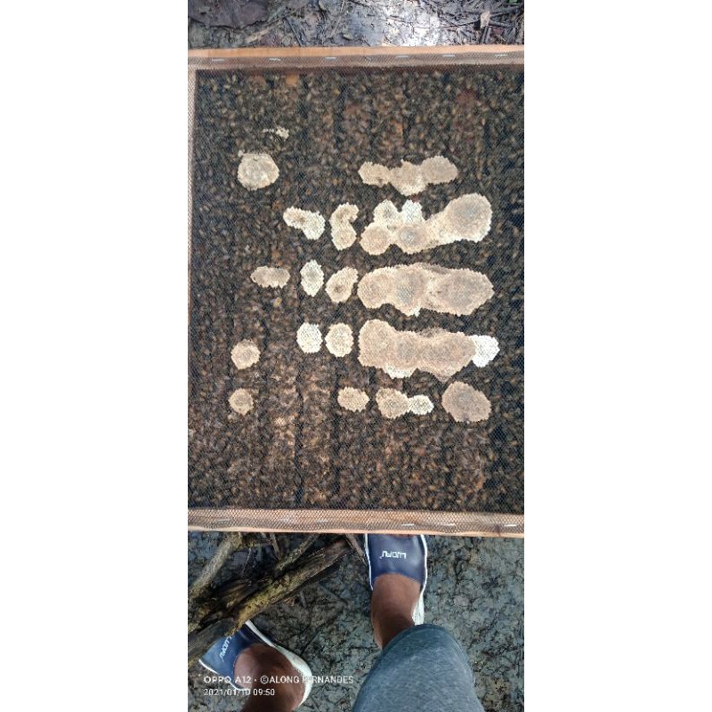 

jual lebah madu jenis apis mellifera