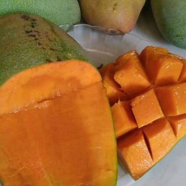 Bibit mangga golek india